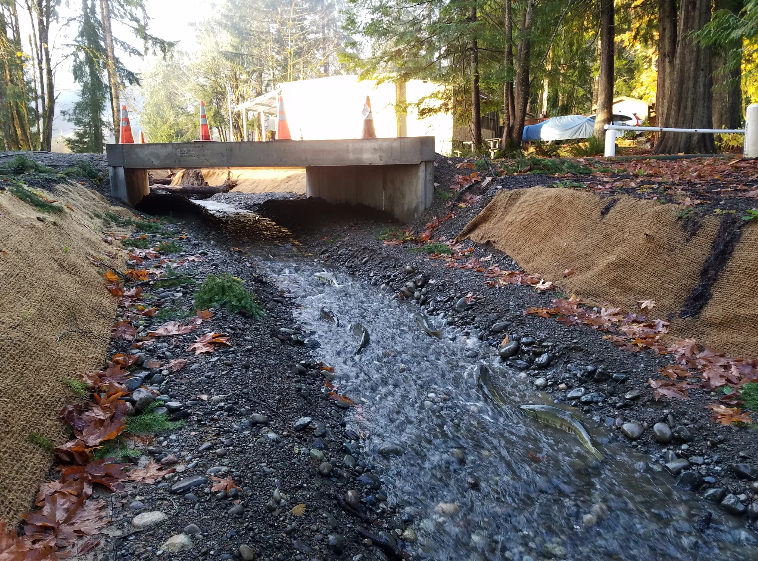 A small stream flows through a recently restored channel beneath a low concrete bridge in a wooded area. Several fish swim upstream in the shallow, rocky water. The banks are stabilized with erosion-control fabric and scattered leaves, while traffic cones and a small structure are visible in the background.